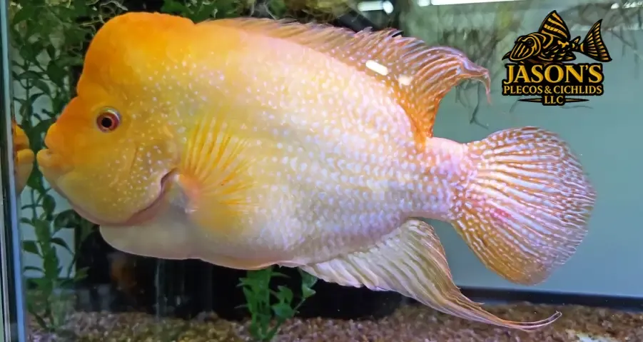 Red Devil x Super Red Texas