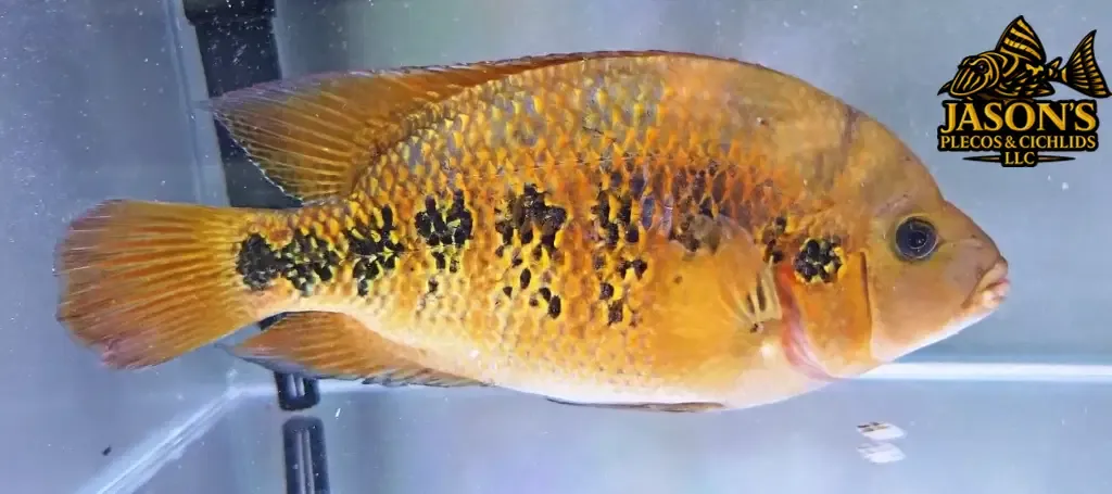 Yellow Jacket x Midas Hybrid Cichlid