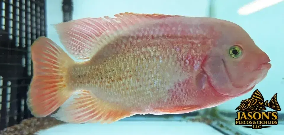 Pink Fenestratus Cichlid - (Vieja Fenestratus)