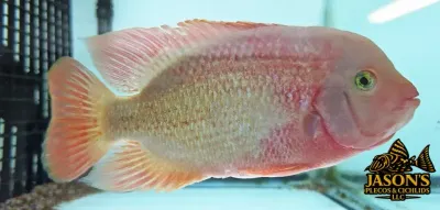 Pink Fenestratus Cichlid - (Vieja Fenestratus) Pink Fenestratus Cichlid - (Vieja Fenestratus)