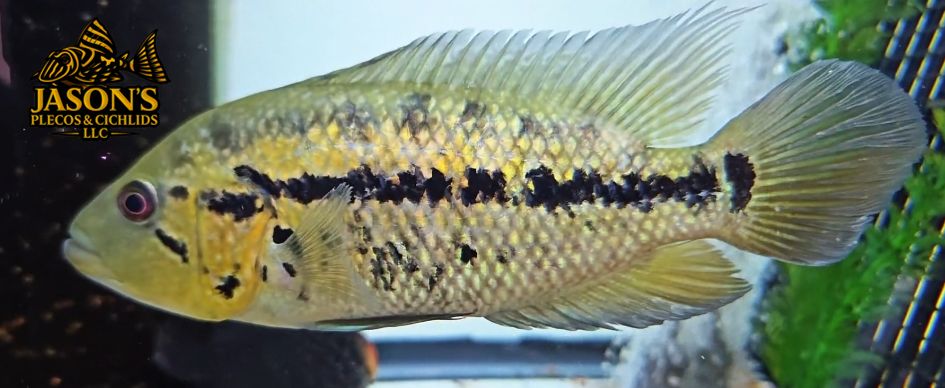 Red Tiger Motaguense Hybrid - (Parachromis motaguensis)