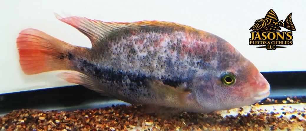 Fenestratus Cichlid - Regani Cichlid Hybrid