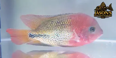 Guttulatus x Synspilum Hybrid