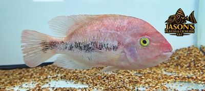 Fenestratus Cichlid - (Vieja Fenestratus)