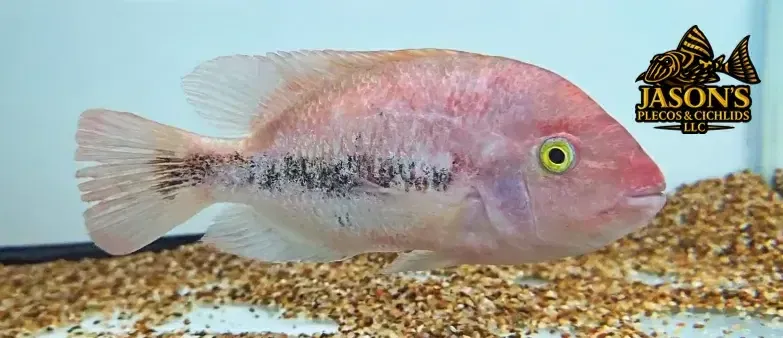 Fenestratus Cichlid - (Vieja Fenestratus)