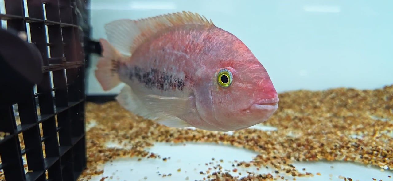 Fenestratus Cichlid - (Vieja Fenestratus)