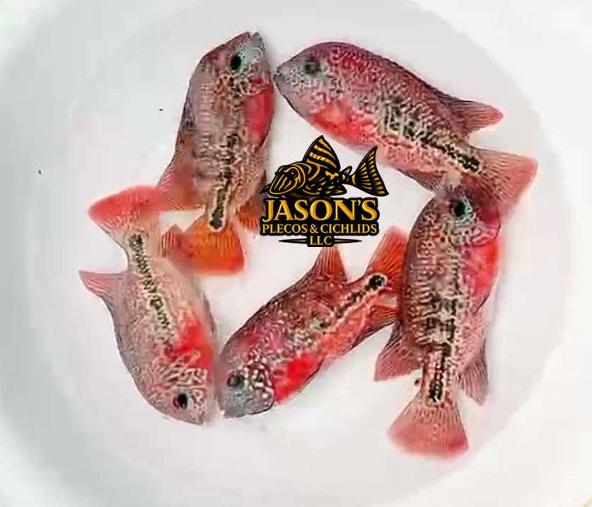 Red Guttulatus Cichlid