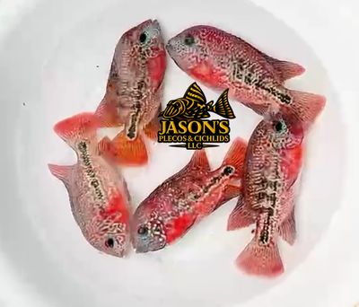 Red Guttulatus Cichlid