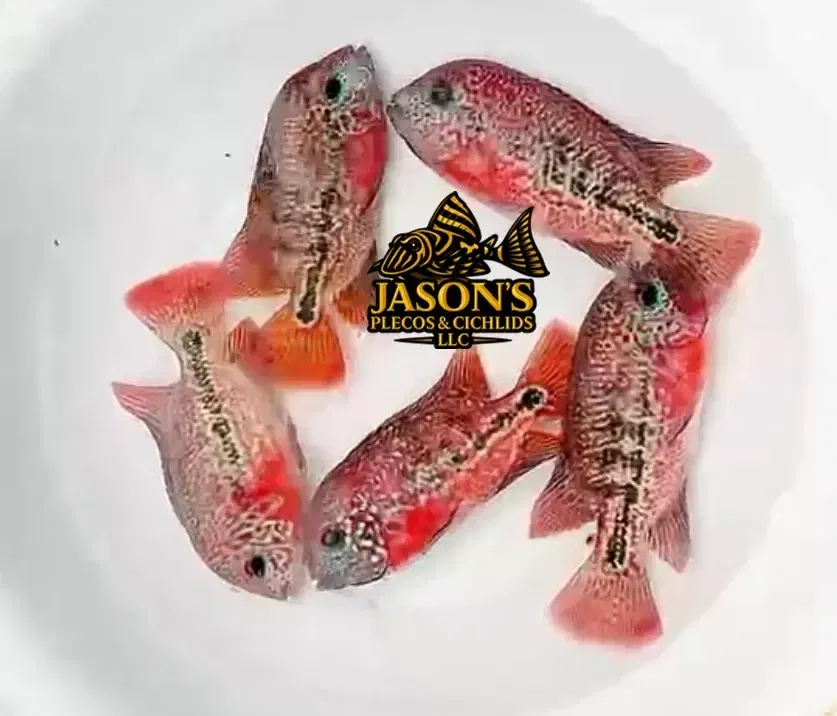 Red Guttulatus Cichlid