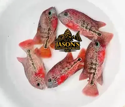 Red Guttulatus Cichlid