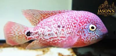 Red Guttulatus Cichlid