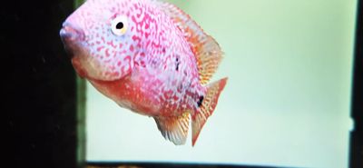 Red Guttulatus Cichlid