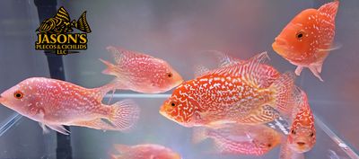 Gold Base Flowerhorn