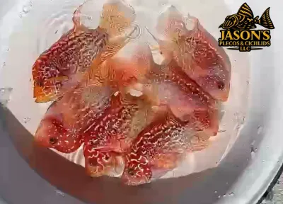 Gold Base Flowerhorn