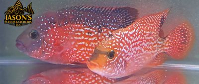 Gold Base Vieja Hybrid