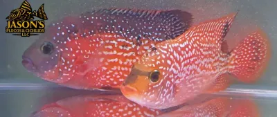 Gold Base Vieja Hybrid