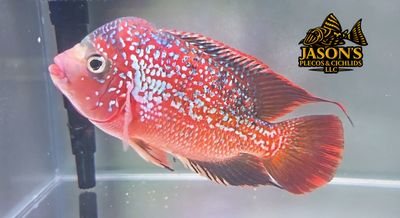 Gold Base Vieja Hybrid