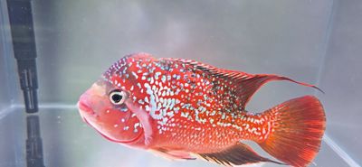 Gold Base Vieja Hybrid