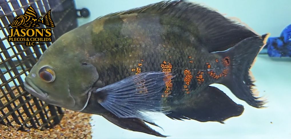 Longfin Tiger Oscar - (Astronotus ocellatus)