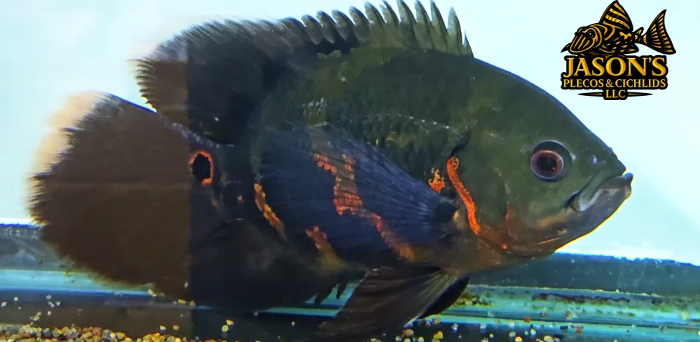 Longfin Tiger Oscar - (Astronotus ocellatus)