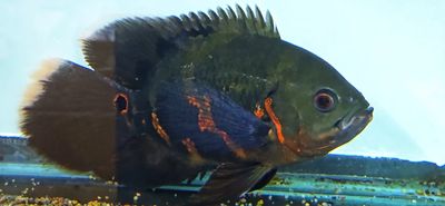 Longfin Tiger Oscar - (Astronotus ocellatus)