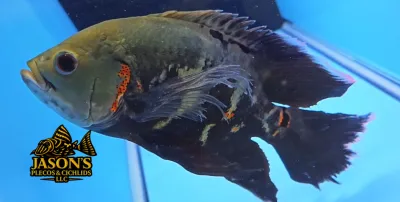 Longfin Tiger Oscar - (Astronotus ocellatus)