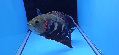 Longfin Tiger Oscar - (Astronotus ocellatus)