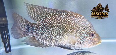 Green Texas Cichlid - (Herichthys carpintis) Green Texas Cichlid - (Herichthys carpintis)
