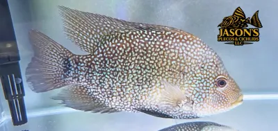 Green Texas Cichlid - (Herichthys carpintis) Green Texas Cichlid - (Herichthys carpintis)