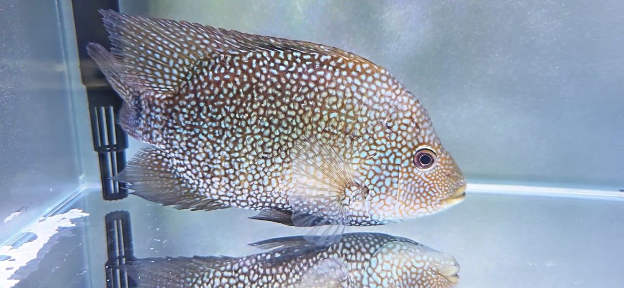 Green Texas Cichlid - (Herichthys carpintis)