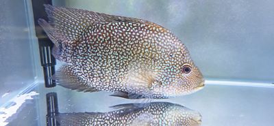 Green Texas Cichlid - (Herichthys carpintis)