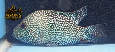 Green Texas Cichlid - (Herichthys carpintis) Green Texas Cichlid - (Herichthys carpintis)