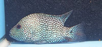 Green Texas Cichlid - (Herichthys carpintis)