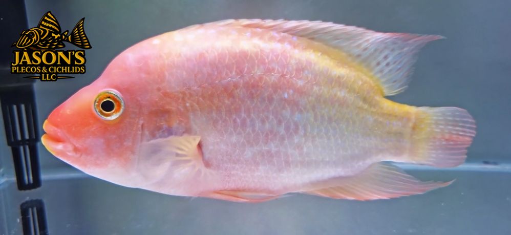 Jack Dempsey × Super Red Texas Hybrid