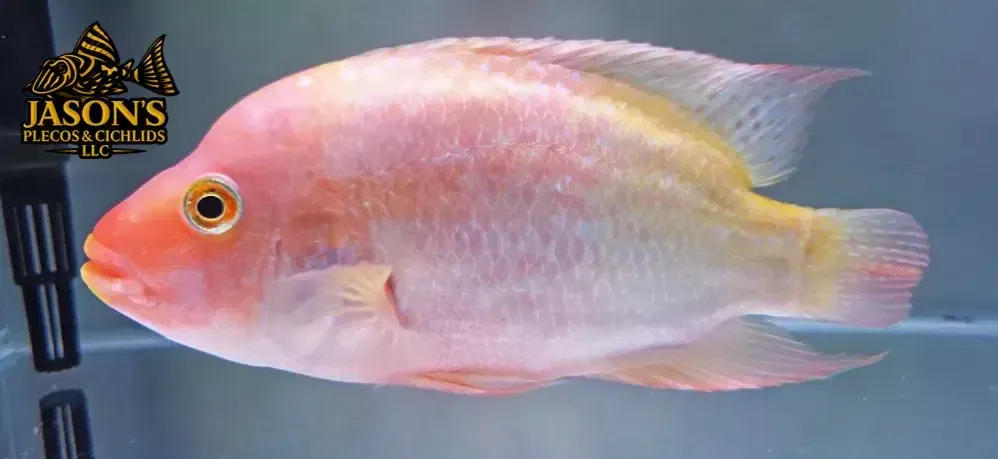 Jack Dempsey × Super Red Texas Hybrid