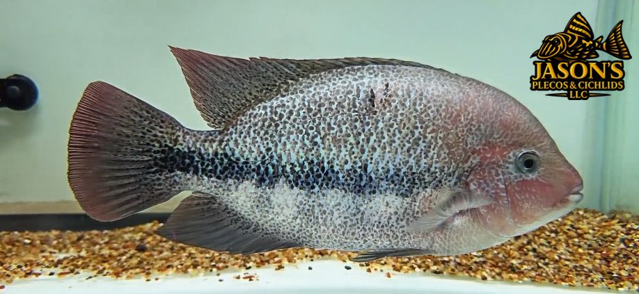 Pink Fenestratus Cichlid - (Vieja Fenestratus)