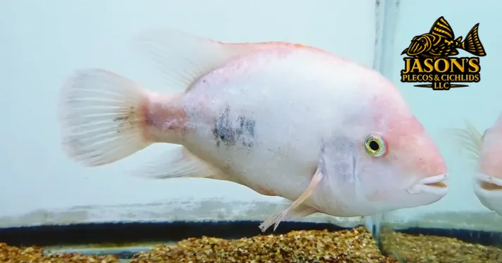Pink Fenestratus Cichlid - (Vieja Fenestratus)