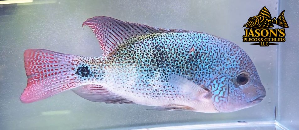 Vieja Regani - (Regan’s Cichlid)