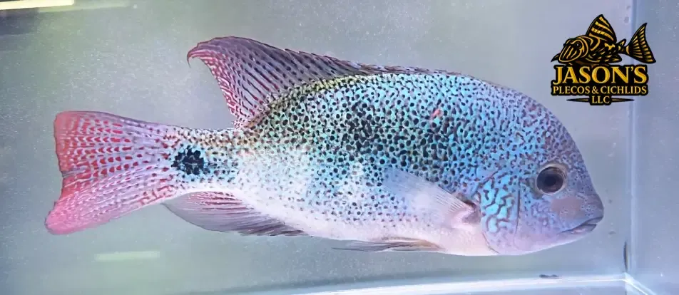 Vieja Regani - (Regan’s Cichlid)