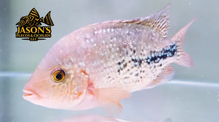 Rio Chacamax Cichlid Hybrid