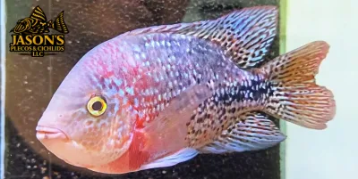 Rio Chacamax Cichlid Hybrid