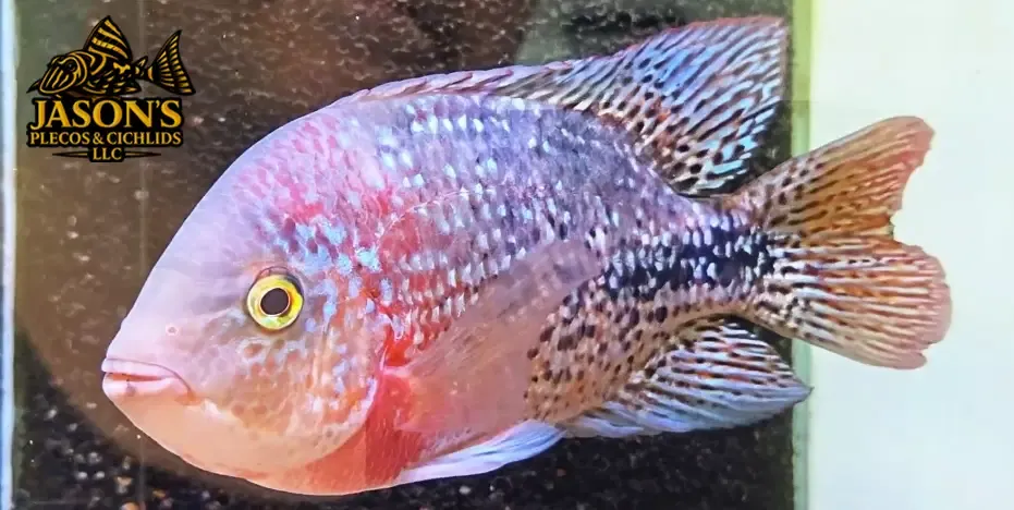 Rio Chacamax Cichlid Hybrid