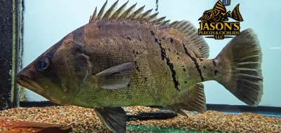 Indo Datnoid - (Datnioides microlepis)