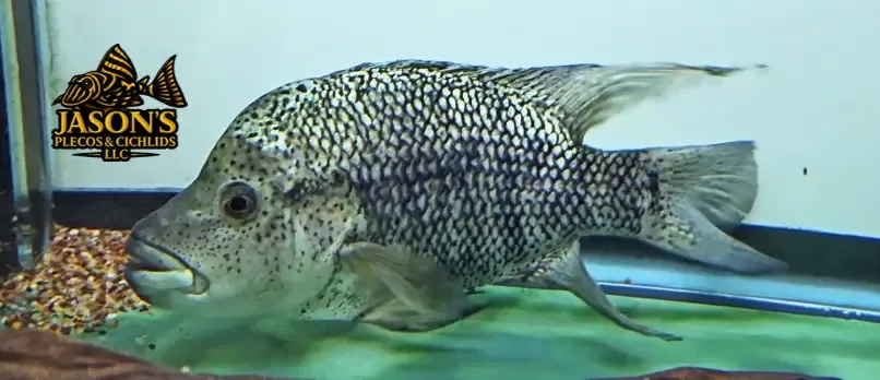 Black Nasty Cichlid/Haitian Cichlid/Odo Cichlid - (Nandopsis haitiensis) Breeding Pair