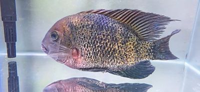 Montecristo Cichlid β (Oscura heterospila)