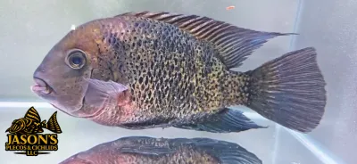 Montecristo Cichlid β (Oscura heterospila)