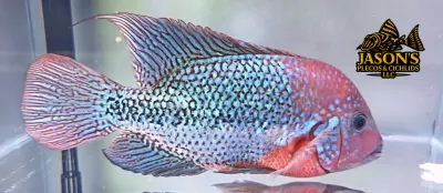 Green Spider Vieja Cichlid