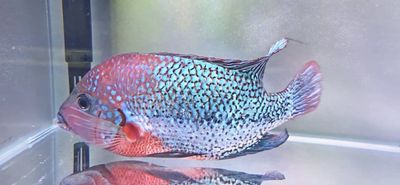 Green Spider Vieja Cichlid