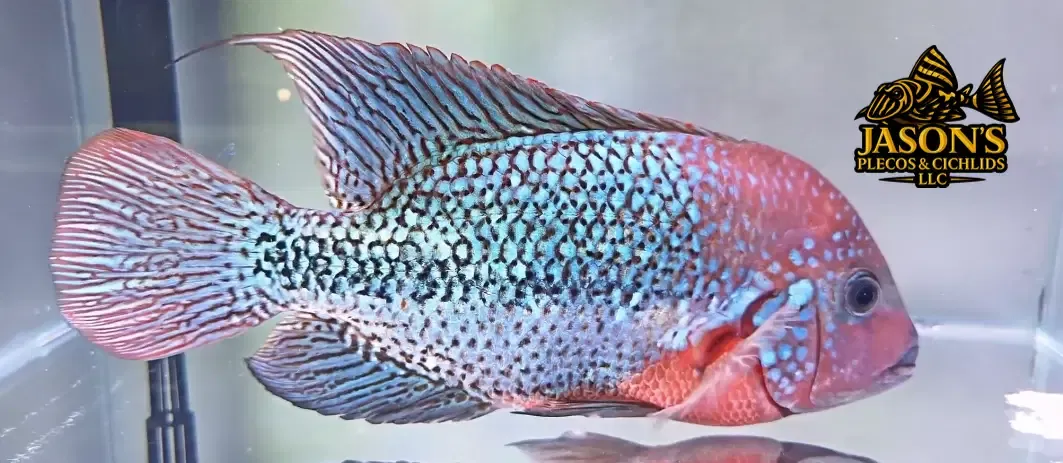 Green Spider Vieja Cichlid