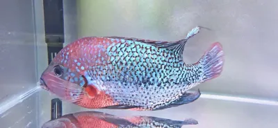 Green Spider Vieja Cichlid